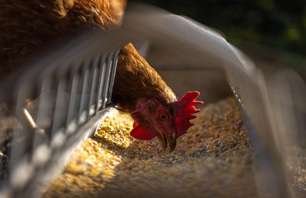  Chicken feeding