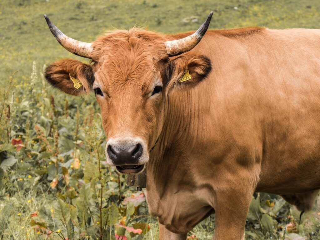  Kobe Cow