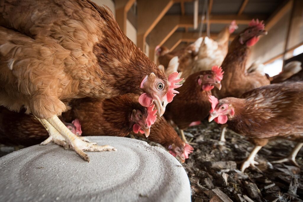 Hen eating