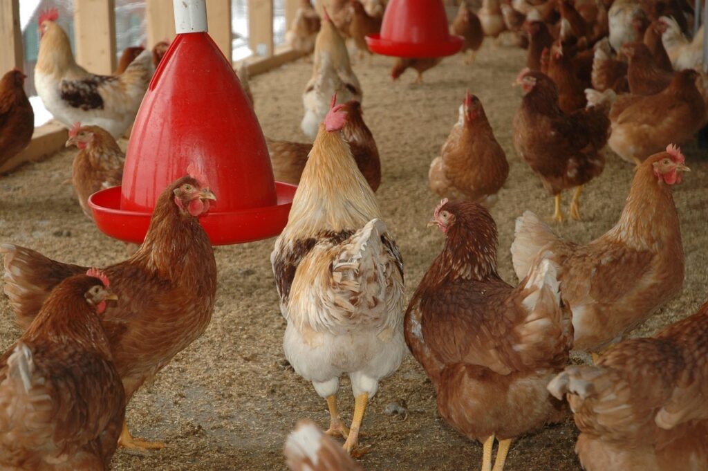 Chicken farm