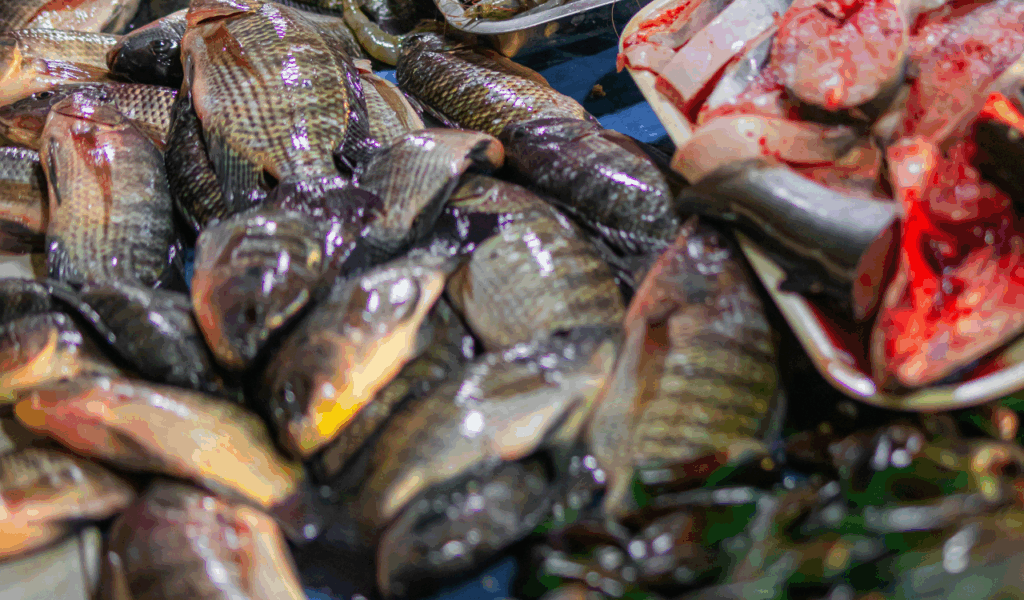 Tilapia