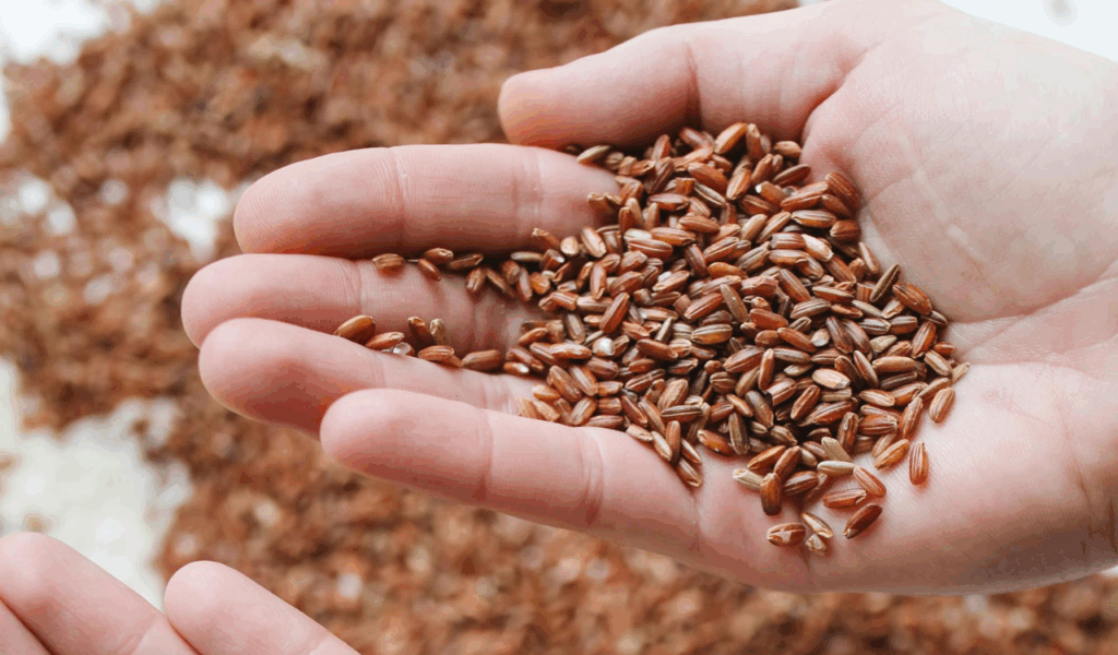 Wild Rice
