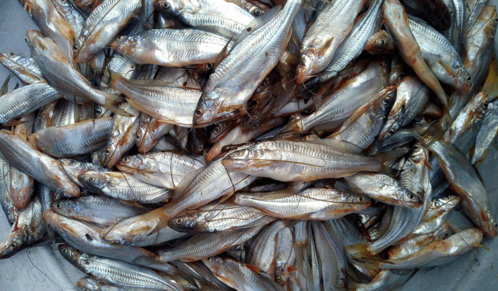 Catfish (Farmed, Especially from Poor Sources)