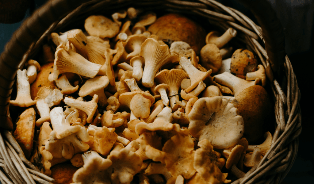Gourmet Wild Foraged Ingredients (e.g., Morel Mushrooms, Truffles)