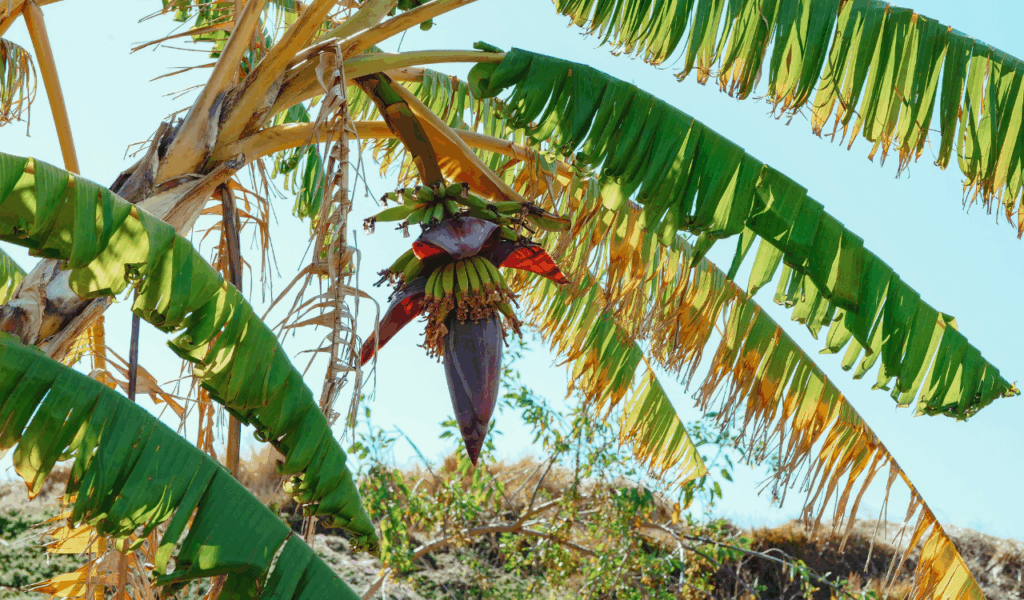 Banana Blossoms