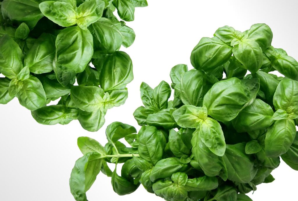 Basil, fresh herbs