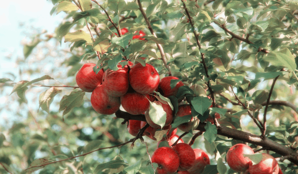 Why Everyone’s Obsessed With Midwest Caramel Apples