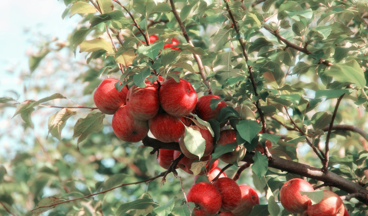 Why Everyone’s Obsessed With Midwest Caramel Apples