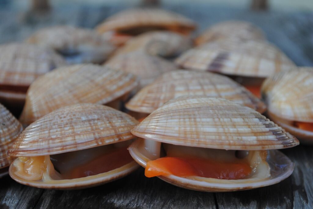 Clams