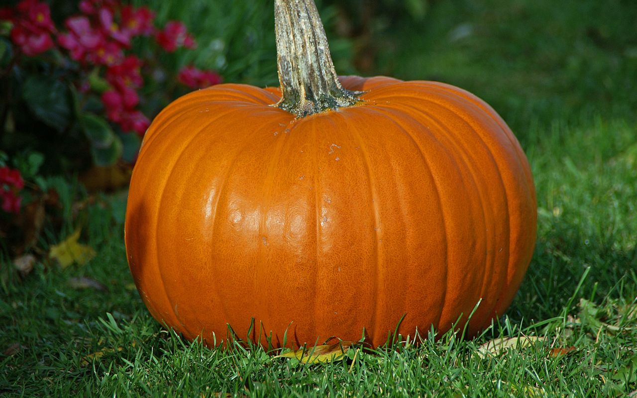 Underrated Canned Pumpkin Brands That Actually Taste Great.