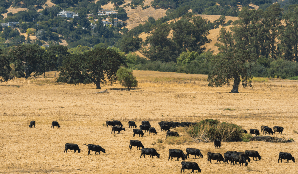 California Central Valley