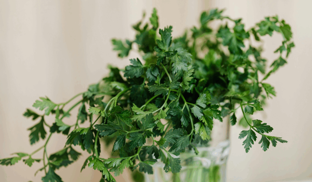 Fresh Herbs (Parsley, Thyme, Basil) at the End