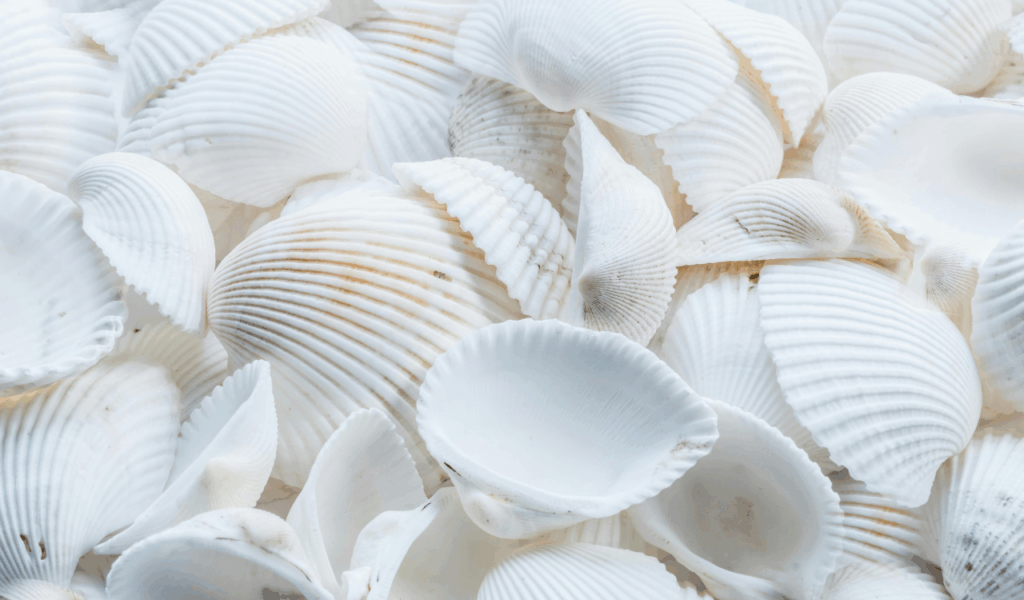 Coastal Inspired Designs