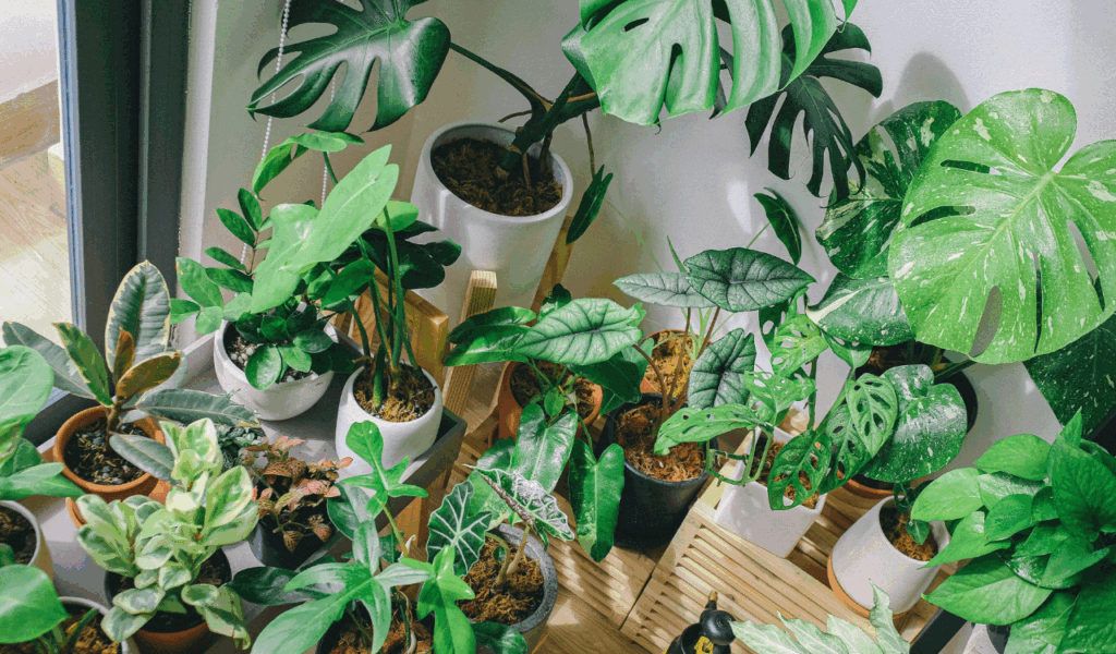 1. Add Low-Maintenance Indoor Plants