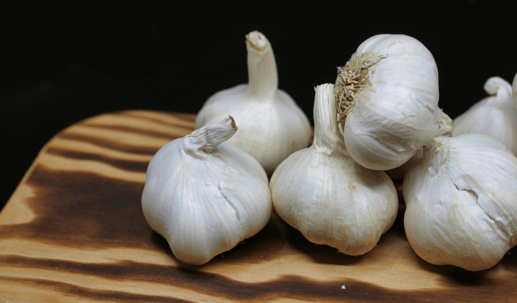 Garlic