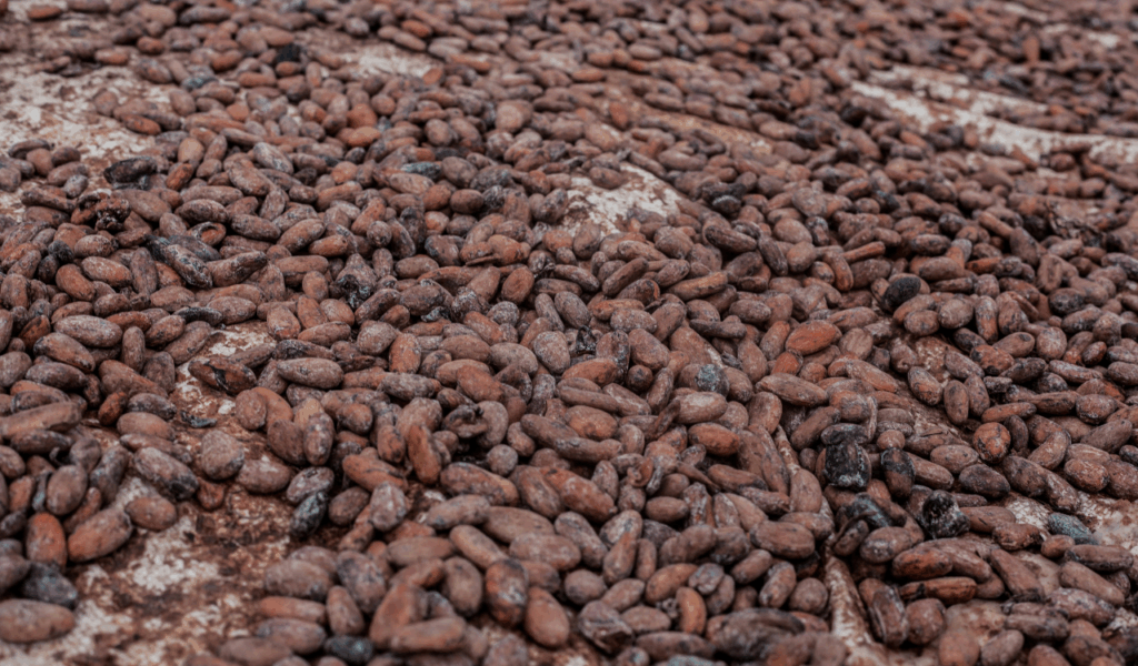 Fermentation Plays a Big Role in Everyday Staples