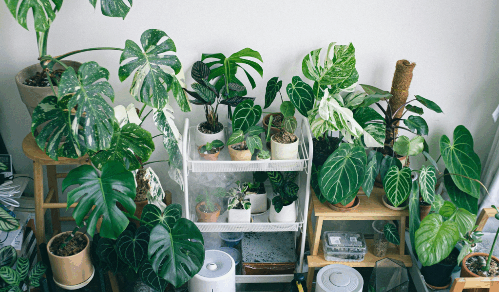 Indoor Plants