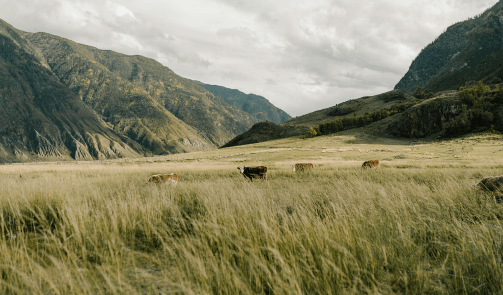 Colorado High Plains