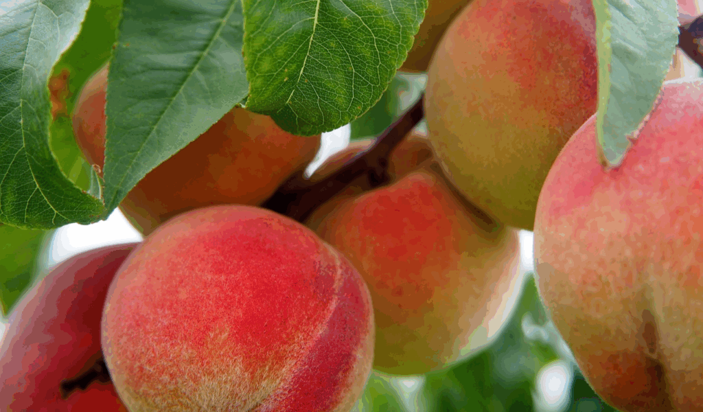 Baked Peaches with Brown Sugar