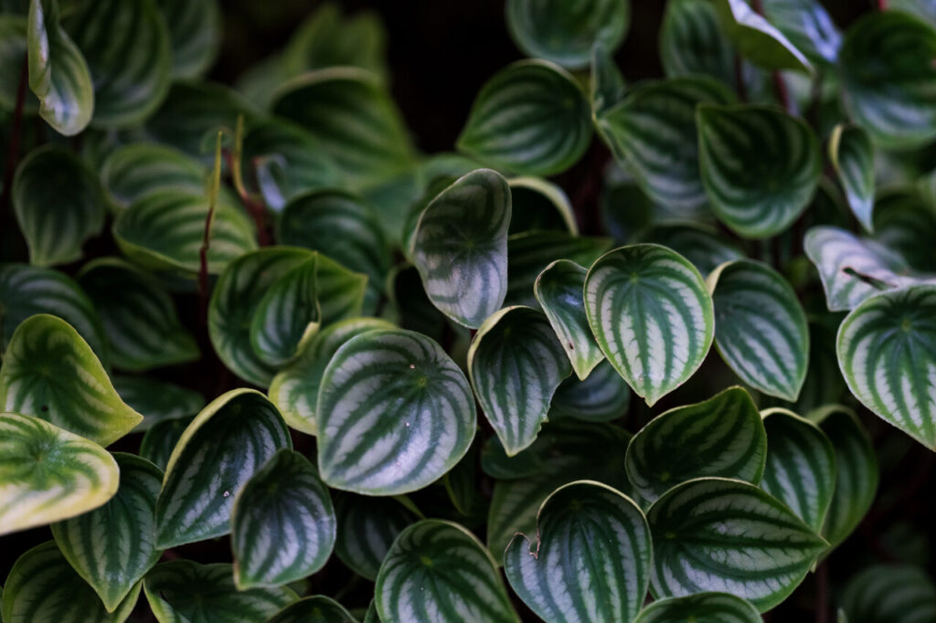 Peperomia