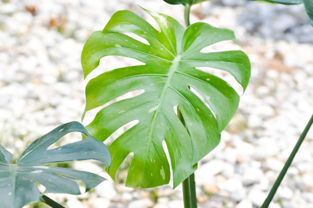 Monstera Deliciosa