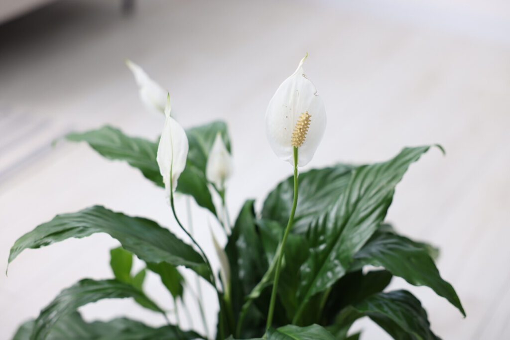 Peace Lily