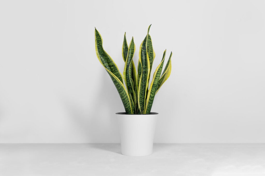Snake Plant
