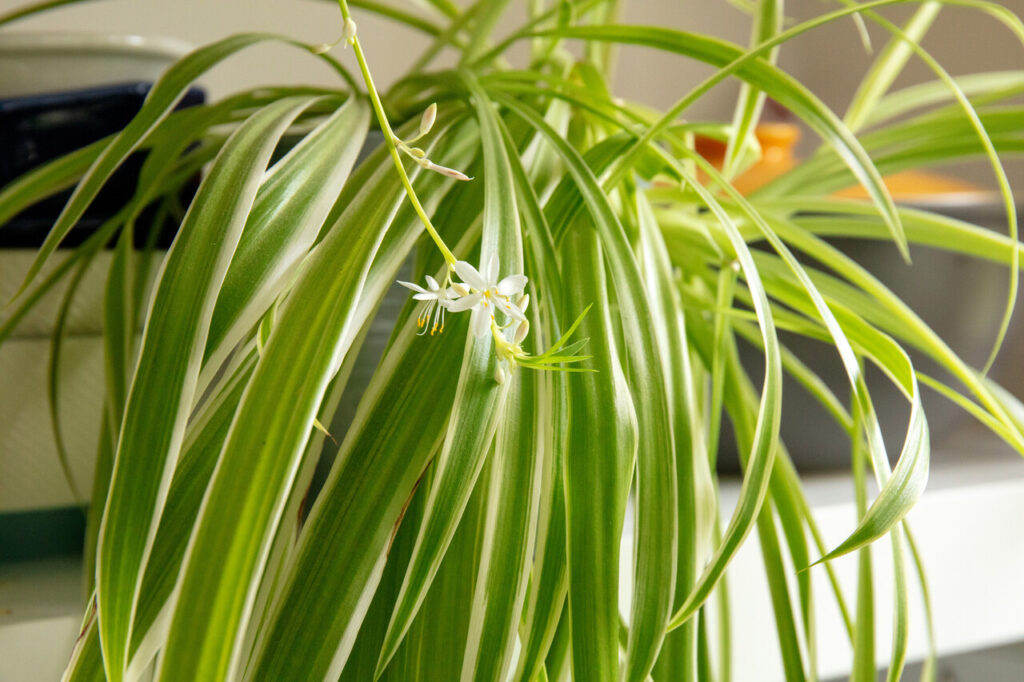 Spider Plant