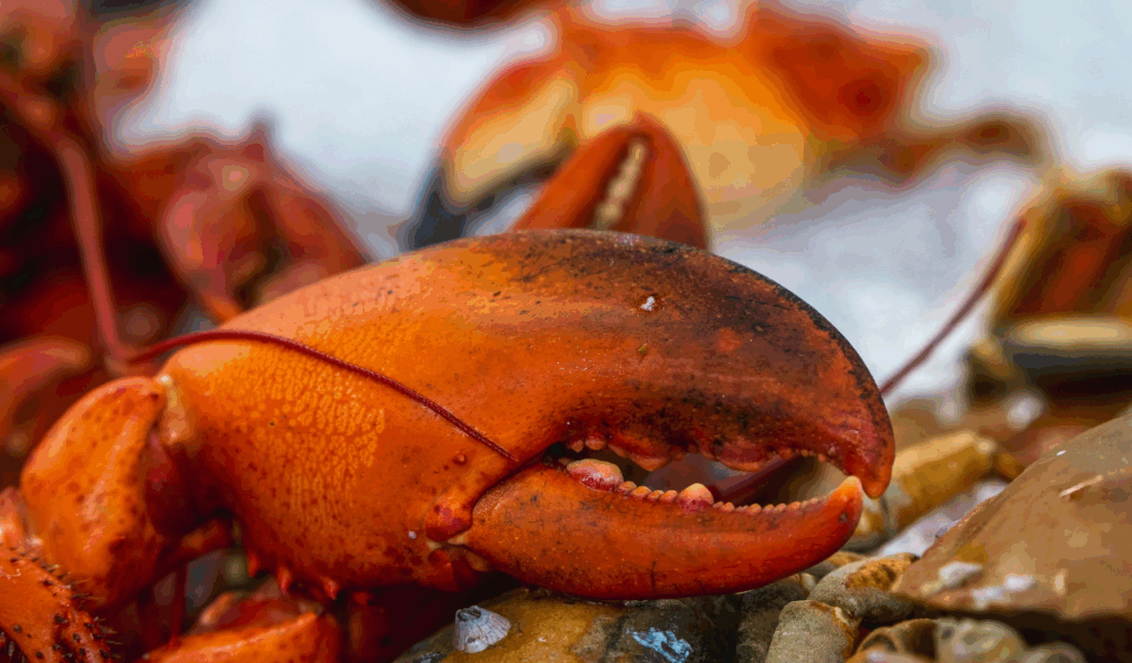 Rolls Made With Sustainable Lobster Sources