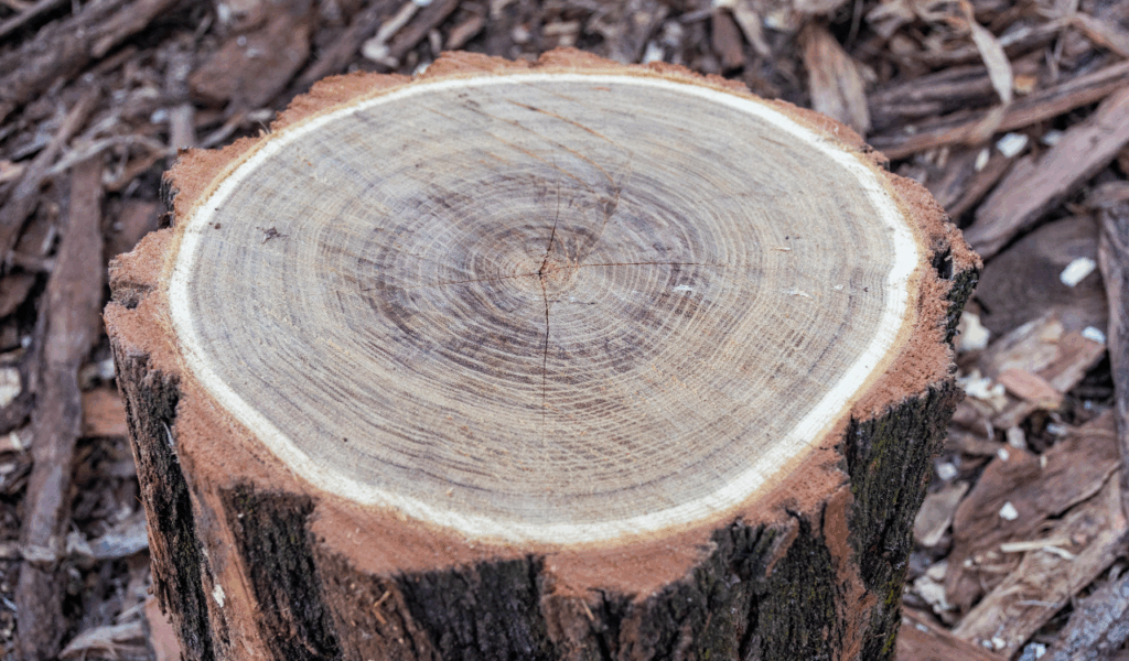 Acacia Wood Turntables