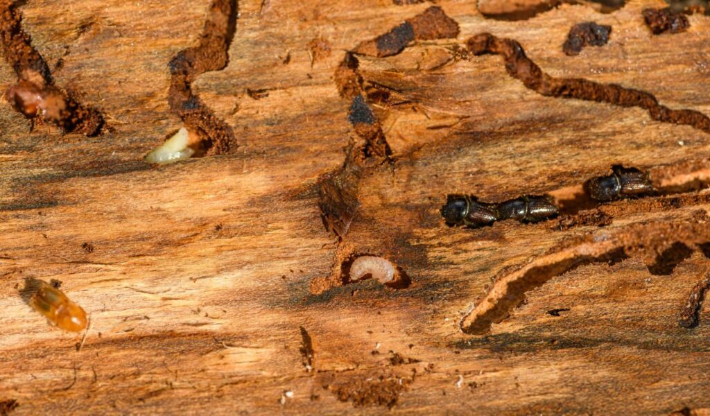 10 “Coastal” Weathered Wood That Warps and Attracts Termites