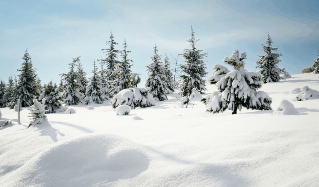 Flocked Tree in Every Room Setup