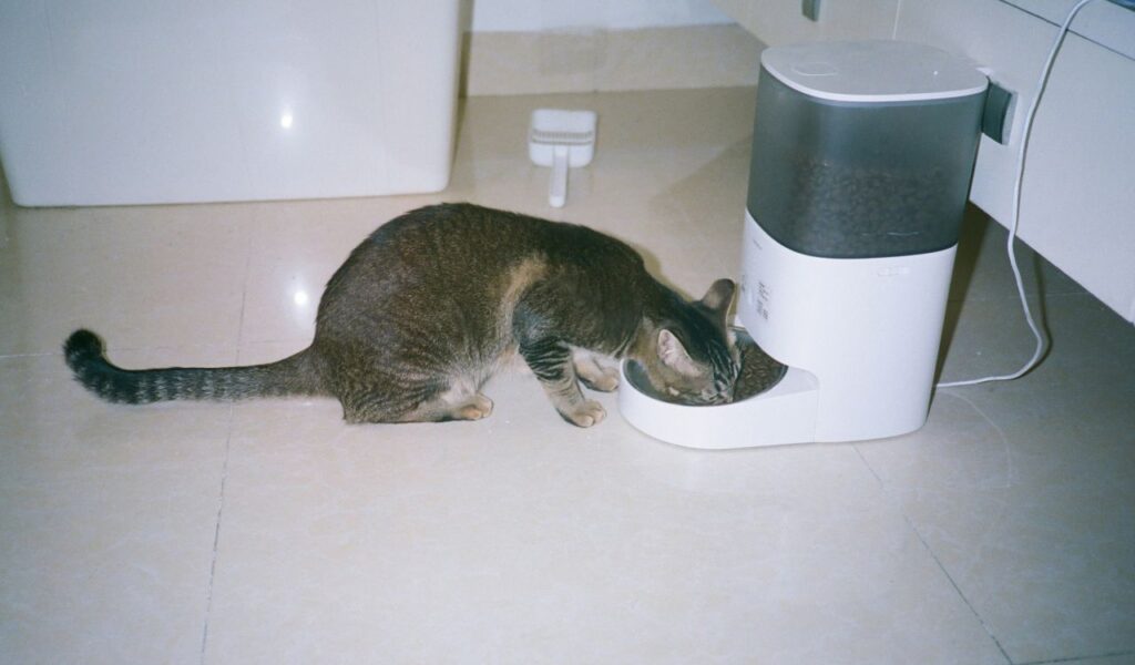 Automated Pet Feeder