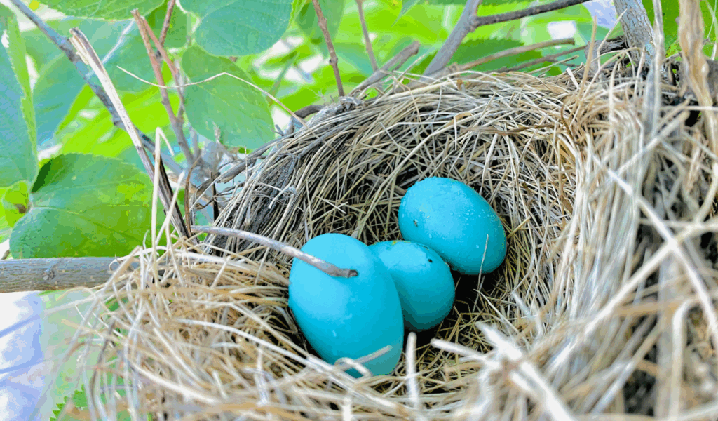 The "Heritage Breed" Blue Shell Deception