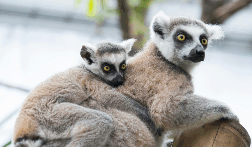 Renting Out Your Home