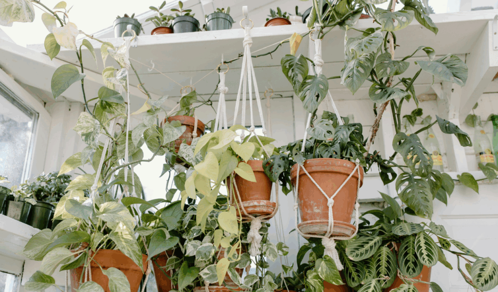 9 Macrame Hangers That Drop Your Plants on Unsuspecting Guests