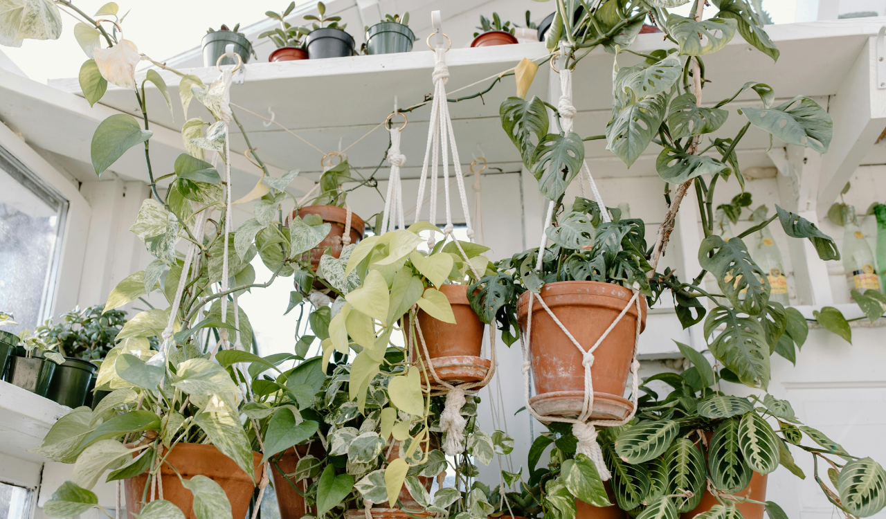 9 Macrame Hangers That Drop Your Plants on Unsuspecting Guests