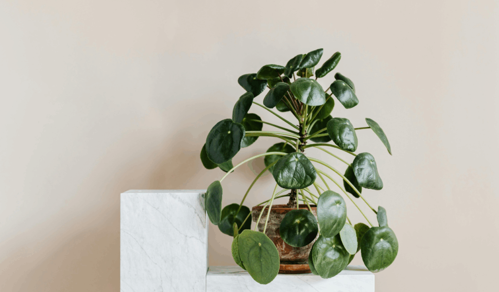 Novelty Statement Wall Decals