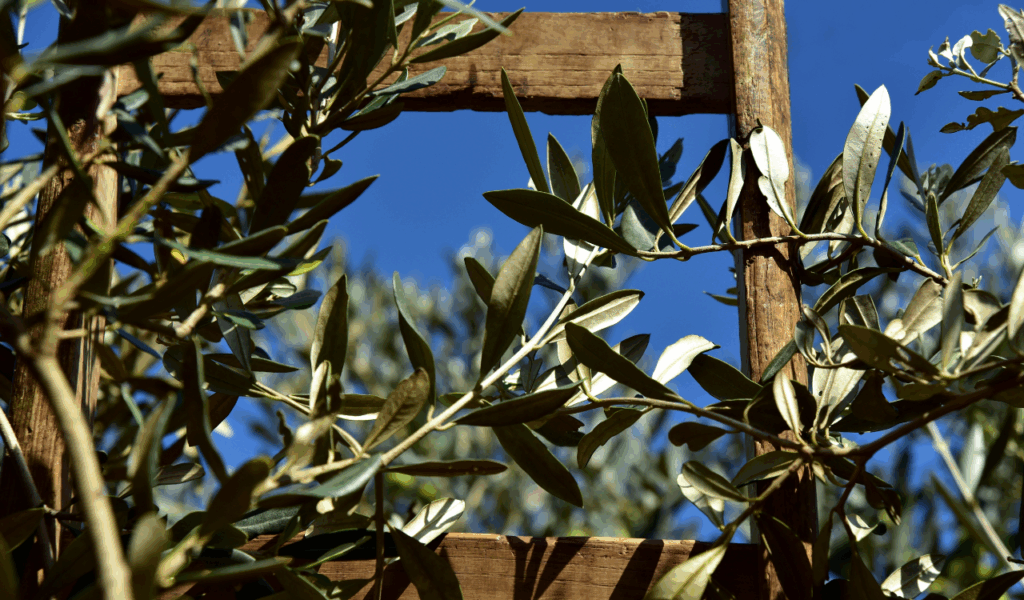 High-Definition Faux Olive Trees