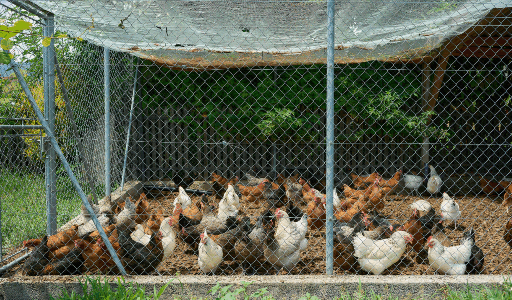 The "Cage-Free" Indoor Paddock