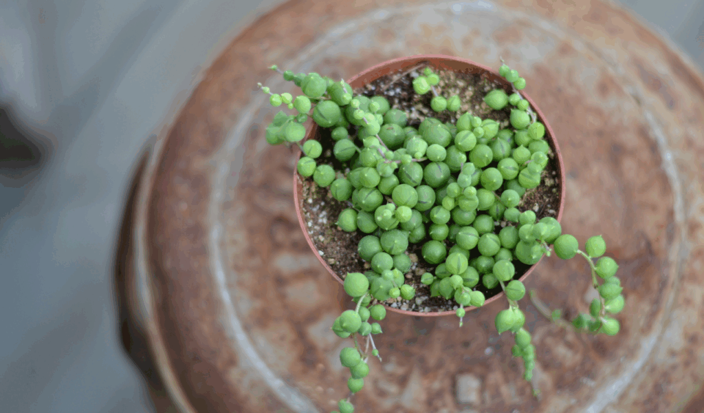 Silk Hanging String of Pearls