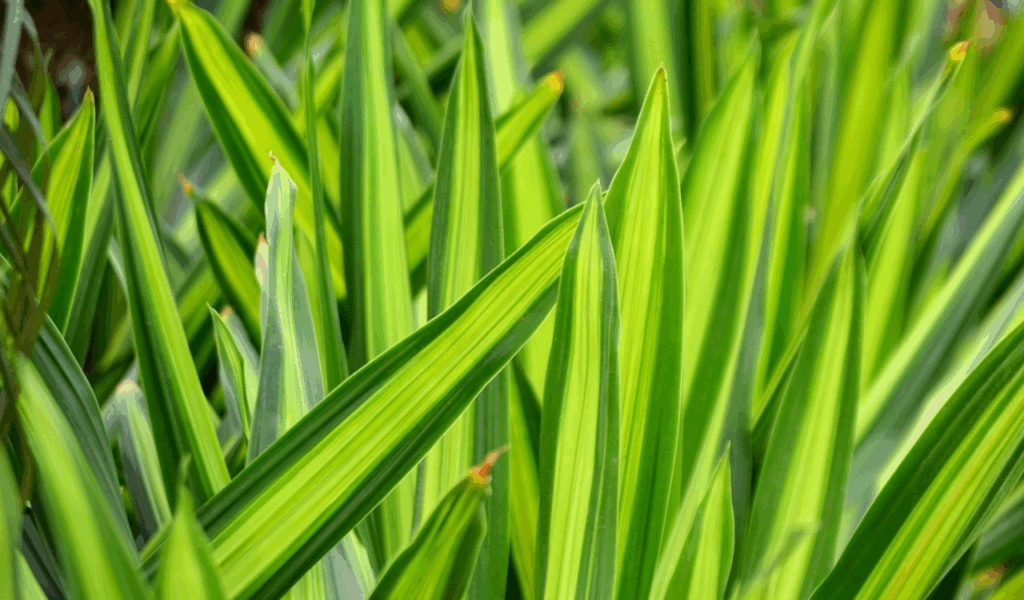 Hand-Painted Faux Snake Plants