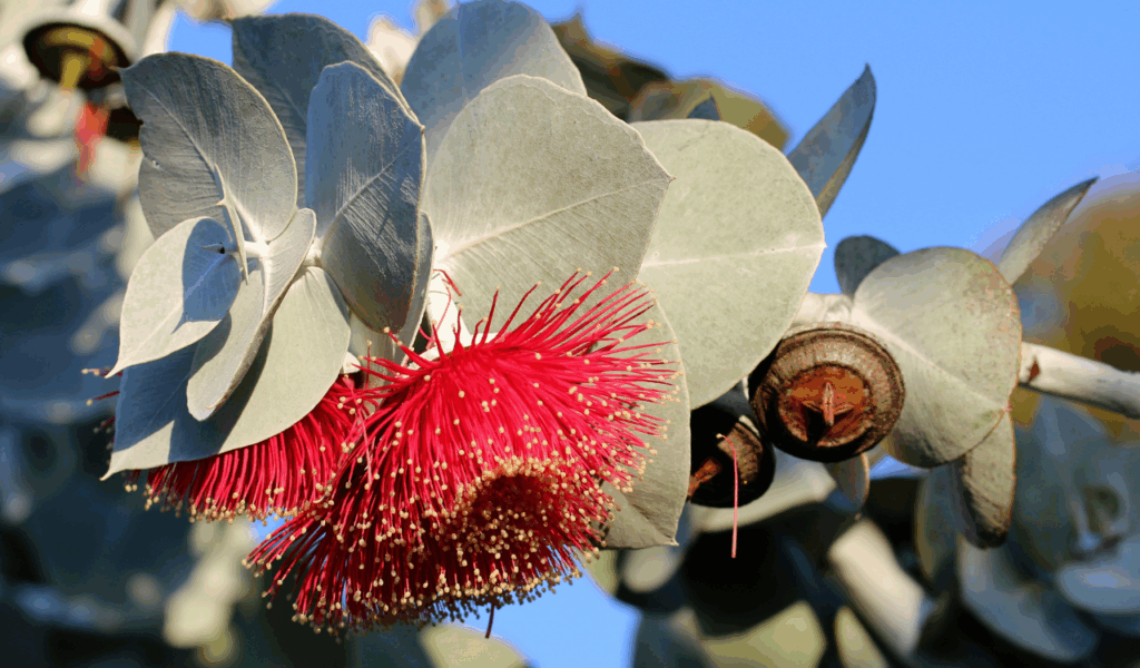 Faux Eucalyptus with Seed Pods
