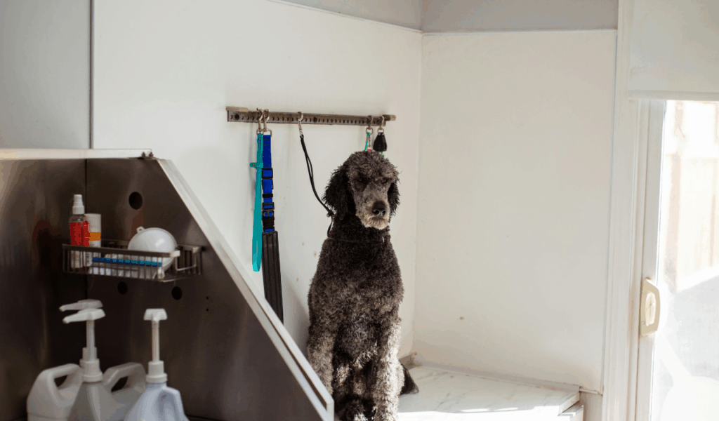Dedicated Pet Drying Station
