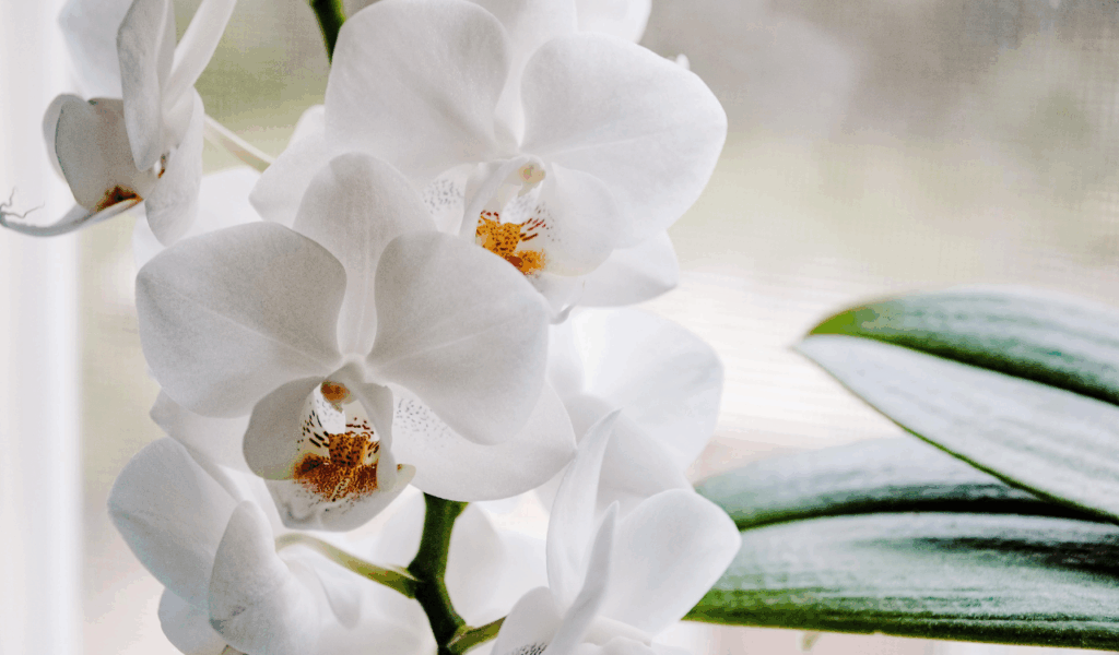 Potted Faux Orchids with "Air Roots"