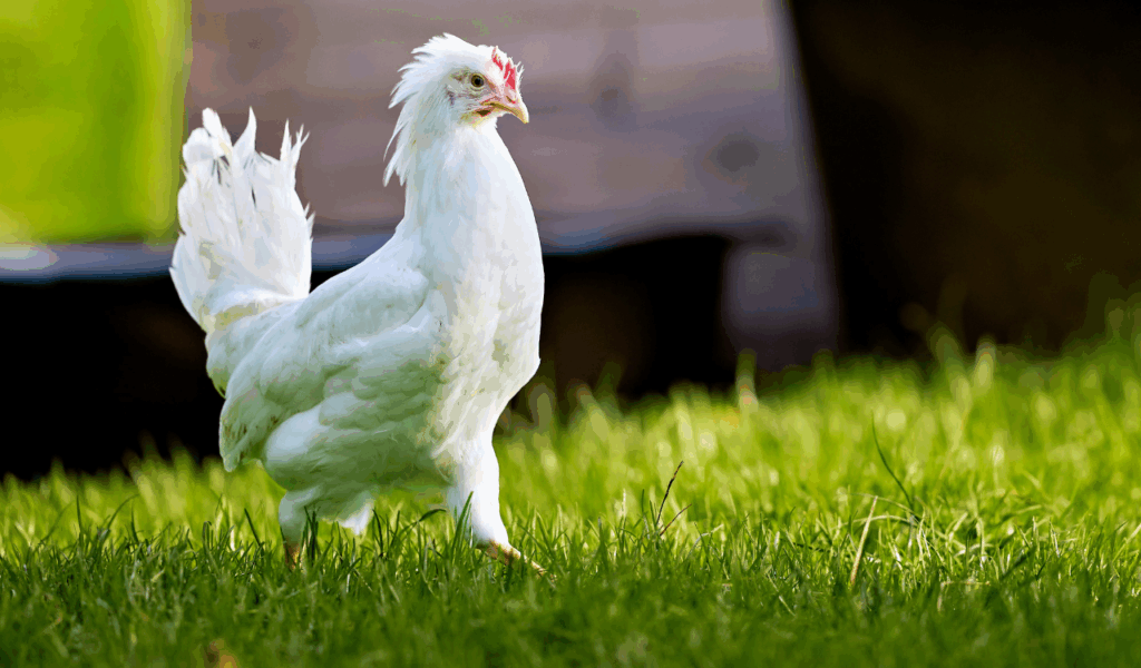 The "Pasture-Raised" Without the Pasture