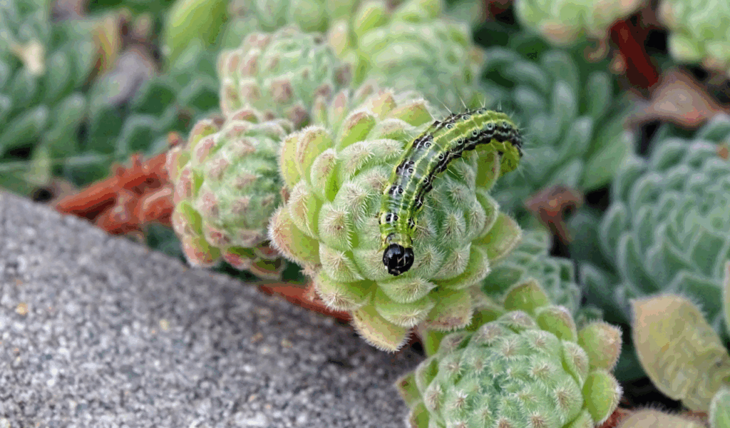 UV-Resistant Boxwood Topiaries