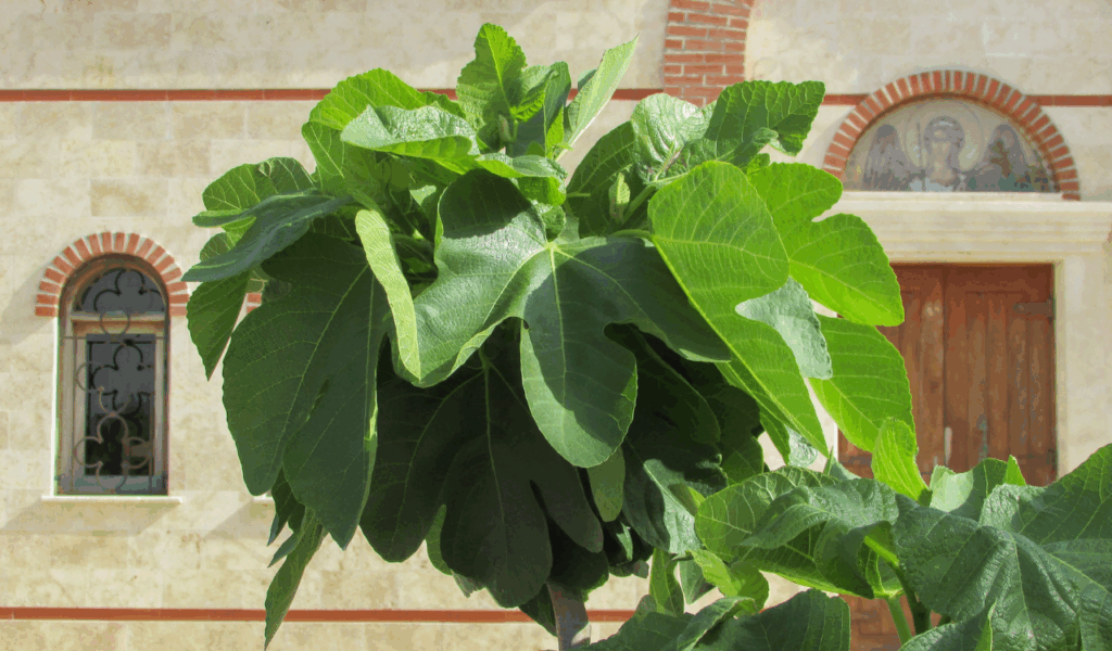 Real-Touch Fiddle Leaf Figs