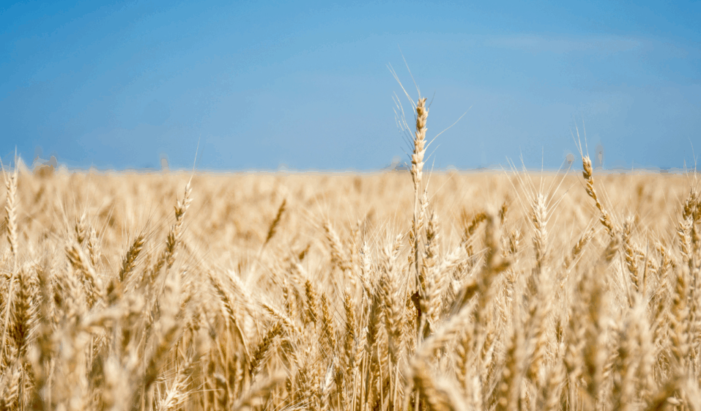 The "Natural Grain" Sun-Drenched Silhouette