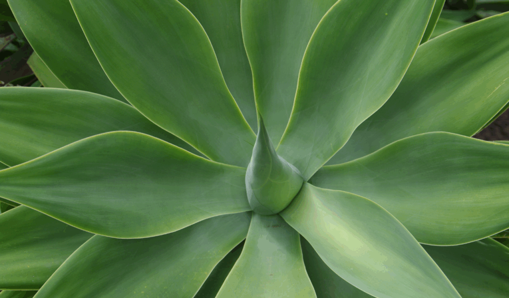 Hyper-Realistic Faux Agave Plant
